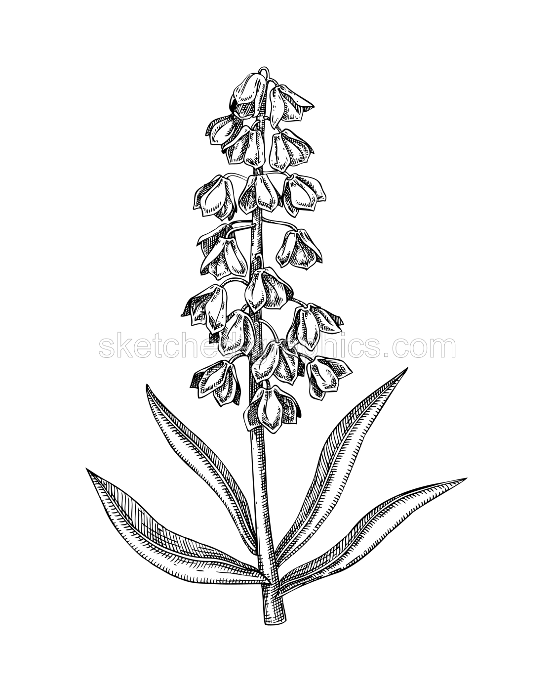 Persian lily flower sketch. Poisonous plant hand-drawn vector illustration. NOT AI generated Illustration
